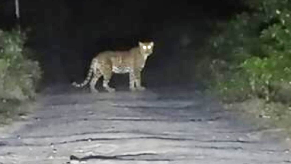 Leopard spotted on the road near a school in Barkheda