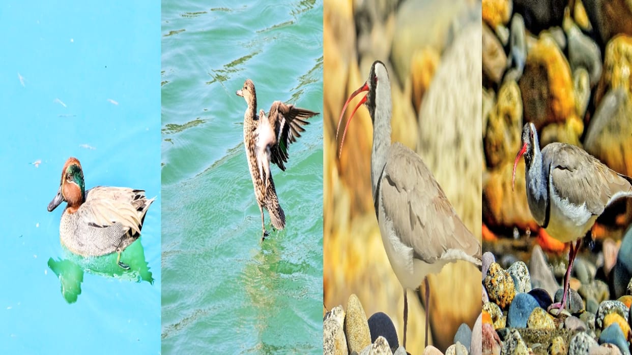 Kinnaur: Sangla Valley becomes a preferred destination for migratory birds; 16 species spotted at Kupa Dam