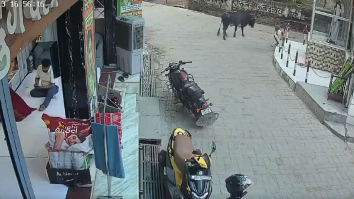 Man Hits a Calm Bull With a Stick Gets a Shocking Reply