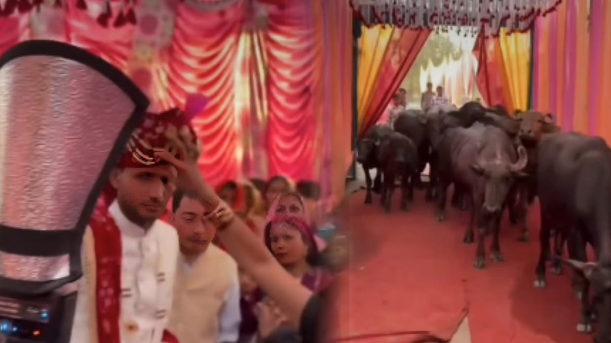 Groom Invites His Buffaloes to Wedding Video Wins Hearts on Social Media