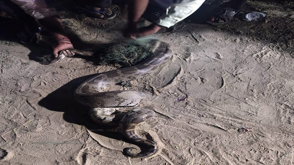 python instead of fish got caught in net in Yamuna River in agra