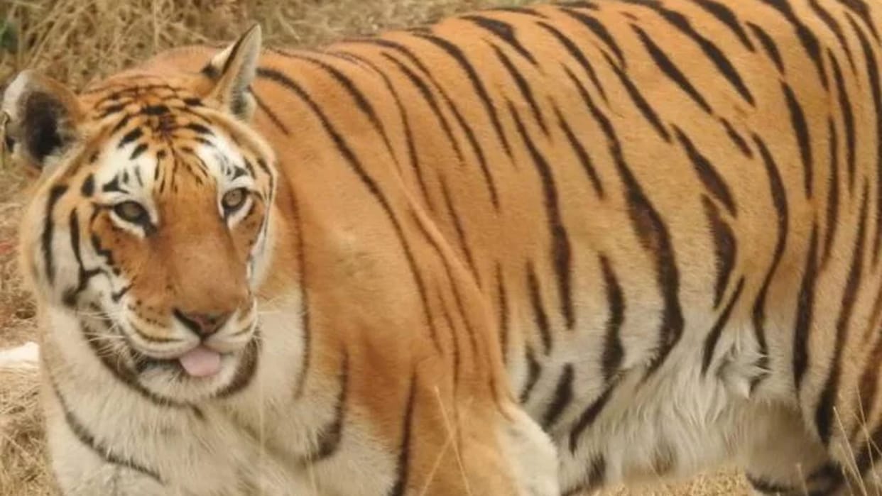 Kota Abheda Biological Park Oldest Tigress Mahak Health Update