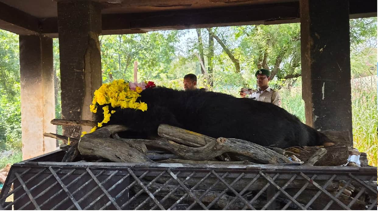 Raipur News: Female Himalayan bear ‘Faphori’ dies at Nandanvan Zoo and Jungle Safari