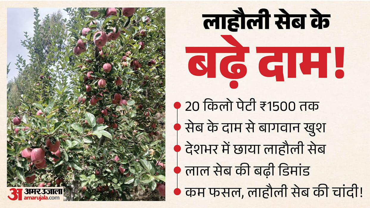 Lahaul Spiti Apple Price 1300 to 1500 Rupees per 20 Kg Box