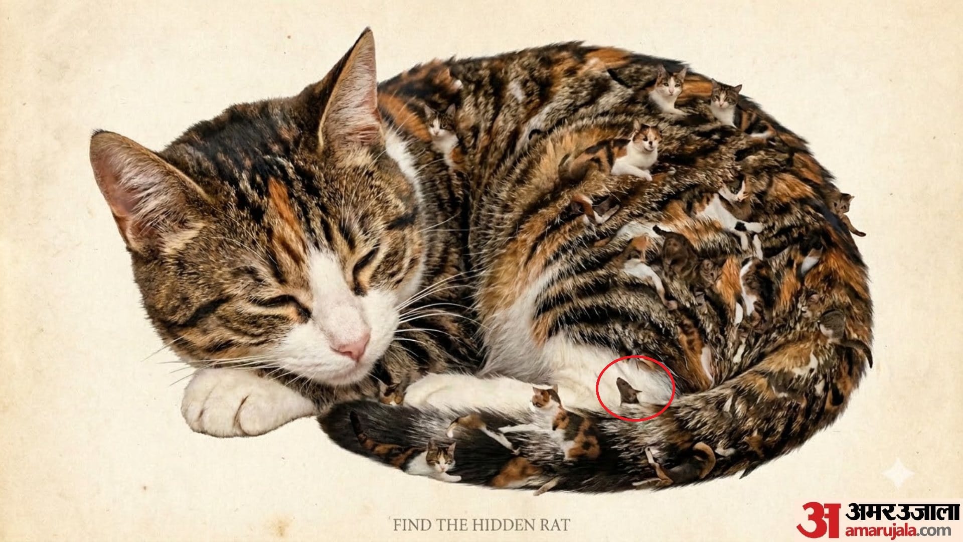Optical Illusion Iq Test Brain Test If You Have Hawk Eyes then Find Rat in 15 Seconds