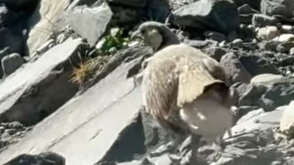 Himalayan Snowcock Spotted in Bagotu Pangi Chamba