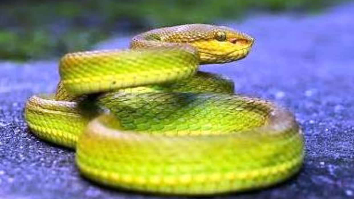 salazar pit viper snake spotted first time in pilibhit tiger reserve