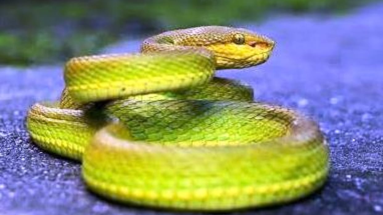 salazar pit viper snake spotted first time in pilibhit tiger reserve
