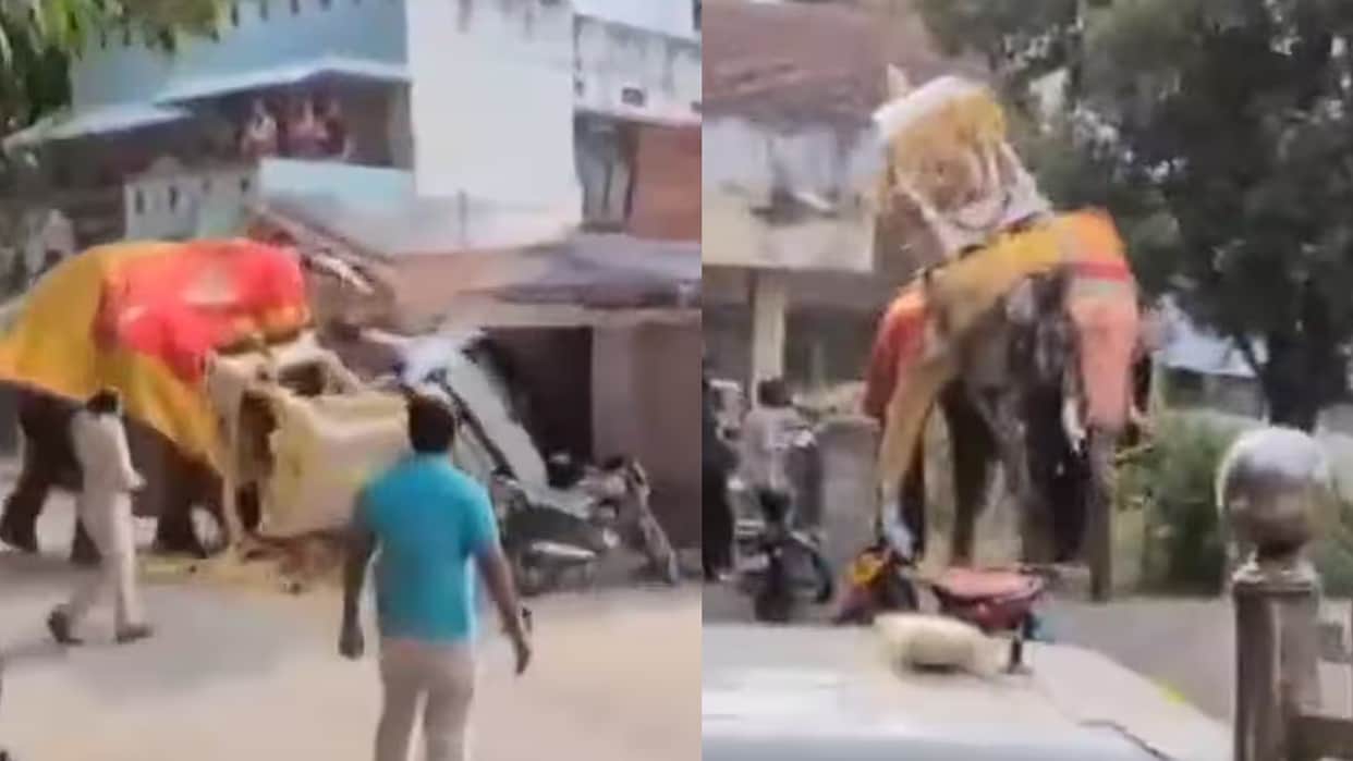 Viral Video Carrying Silver Howdah Elephant Panics In Karnataka During Dasara Celebration Dussehra