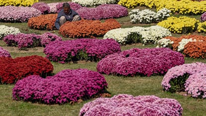 JK CM invites tourists, locals to visit Srinagar's Chrysanthemum Garden Srinagar