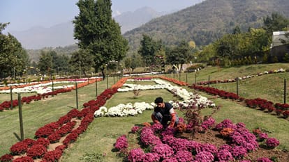JK CM invites tourists, locals to visit Srinagar's Chrysanthemum Garden Srinagar