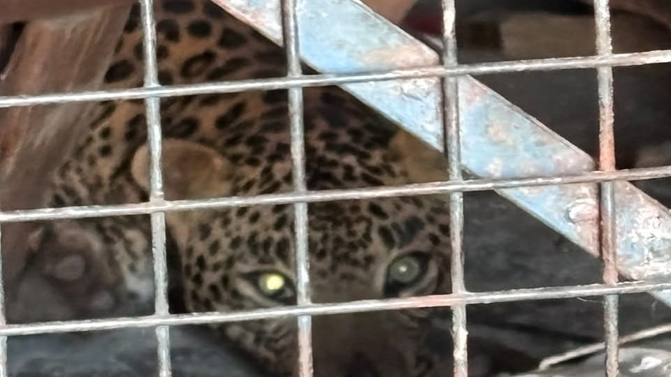 Leopard entered the store room of the house in bageshwar