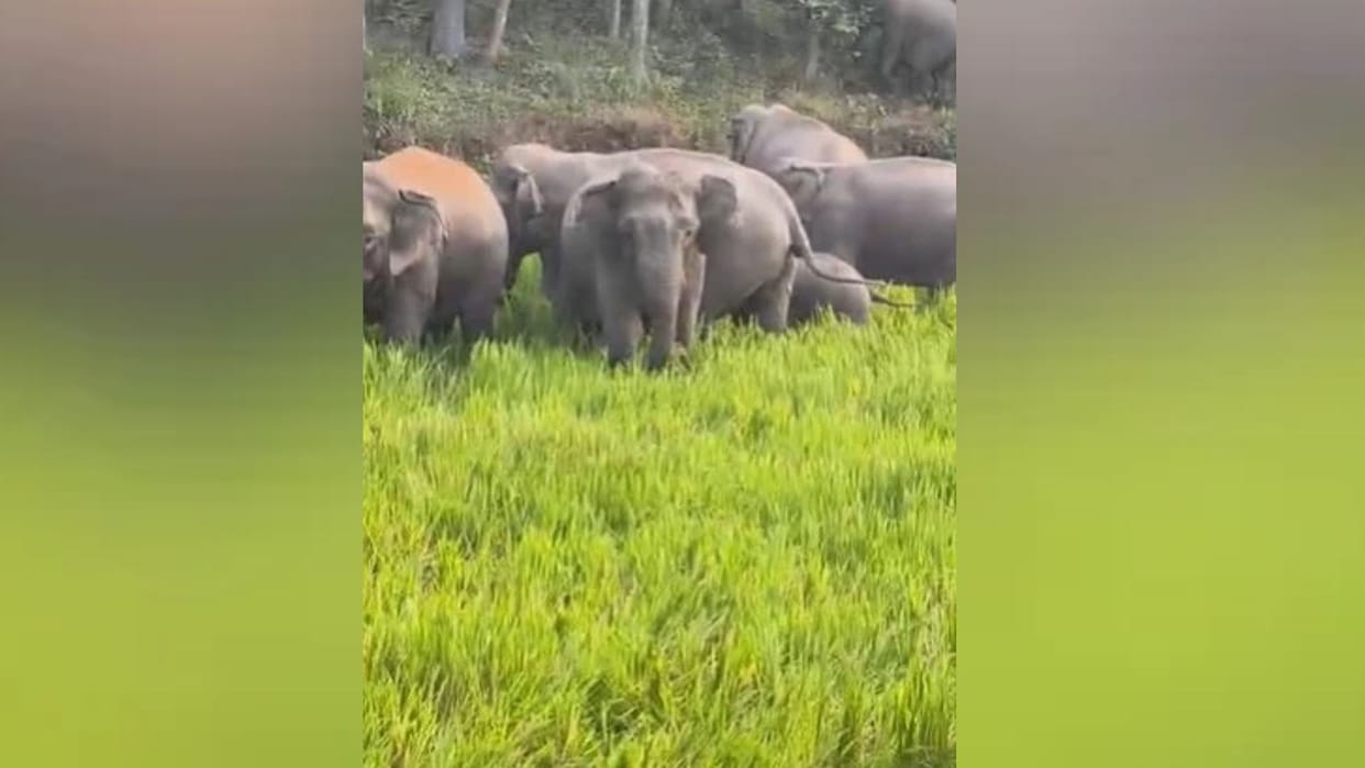 Chhattisgarh: A herd of elephants has reached this forest area; the DFO has urged villagers to remain alert.