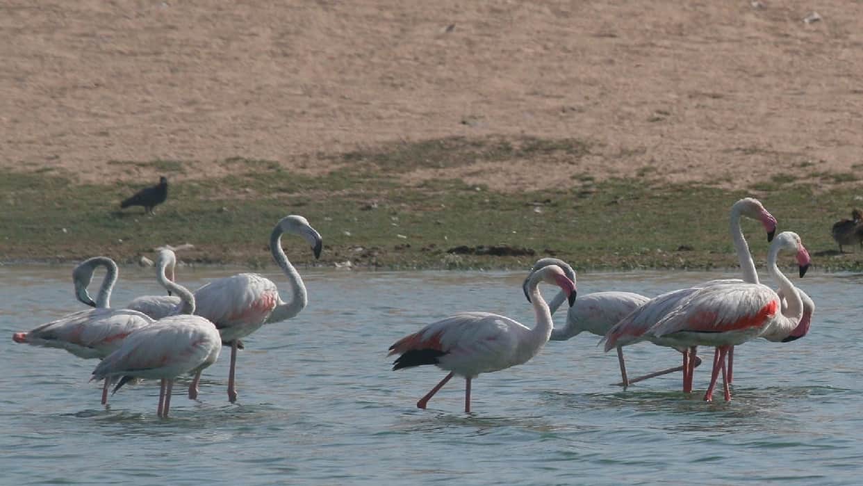 Rare Greater Flamingo spotted for the first time in Gangrel reservoir, state bird count reaches 502