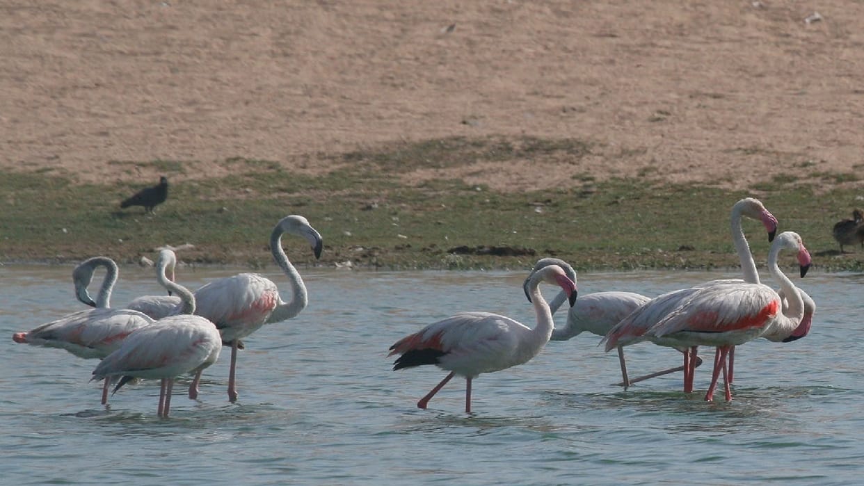 Rare Greater Flamingo spotted for the first time in Gangrel reservoir, state bird count reaches 502