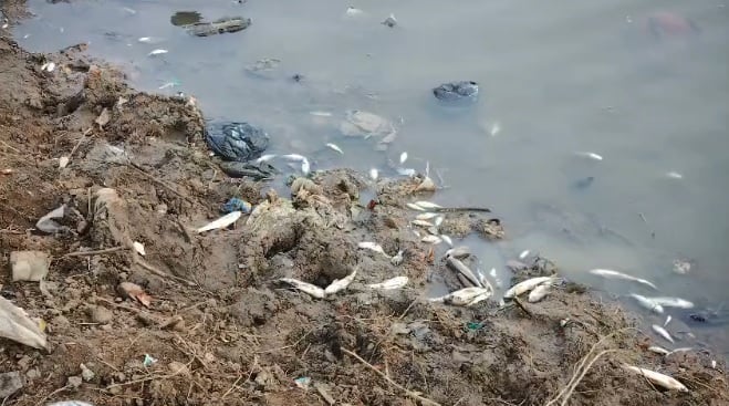 हमीरपुर: तालाब में दूषित पानी से मछलियों की मौत, चार लाख का नुकसान, ठेकेदार ने ग्राम प्रधान पर लगाया आरोप