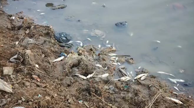 Hamirpur Fish die due to contaminated water in a pond causing a loss of four lakh rupees