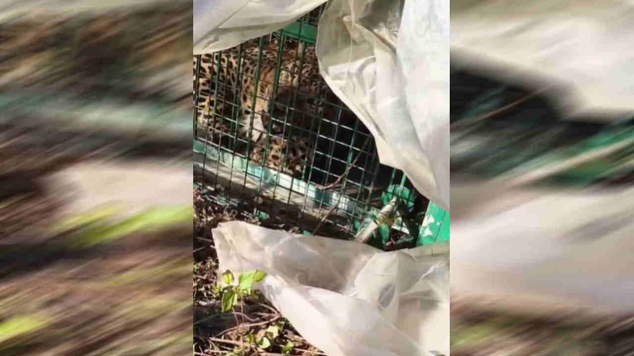 Leopard Trapped in nainidanda dhangalgaon village in pauri garhwal fear of bear attack continues Kotdwar