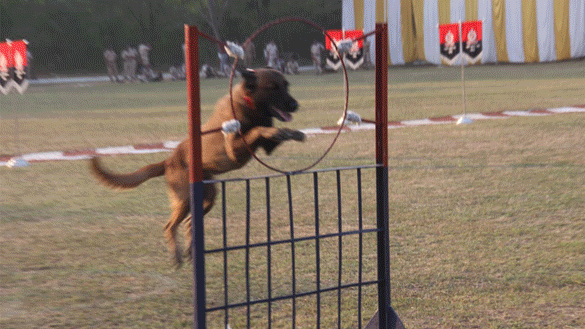 rpf 19th all india railway dog competition 73 trained dogs 17 zones