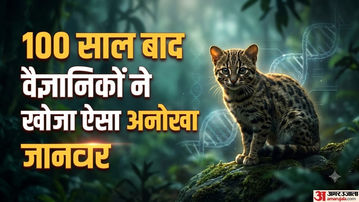 Scientists Identify a New Wild Cat Species After More Than 100 Years