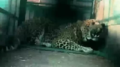 इंदौर: पिंजरे में कैद हुआ तेंदुआ, ग्रामीण बोले- घायल तेंदुआ अभी भी घूम रहा बाहर