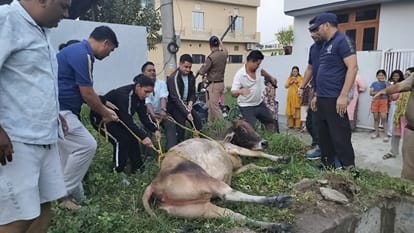 खाली प्लॉट के गटर के टैंक में गिरी गाय