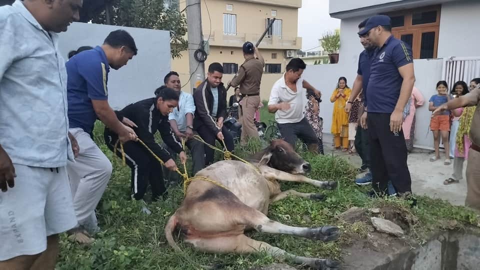 A cow fell into the gutter tank of an empty plot in khatima