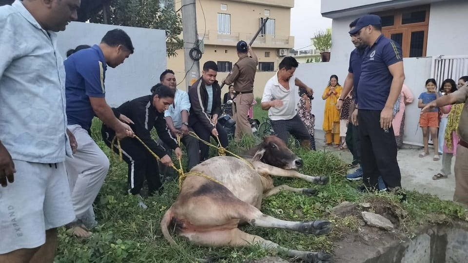 A cow fell into the gutter tank of an empty plot in khatima