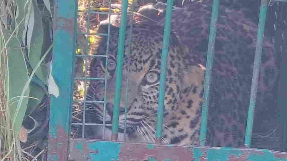 Leopard trapped in a cage in Ida Malla village had attacked woman while she was working