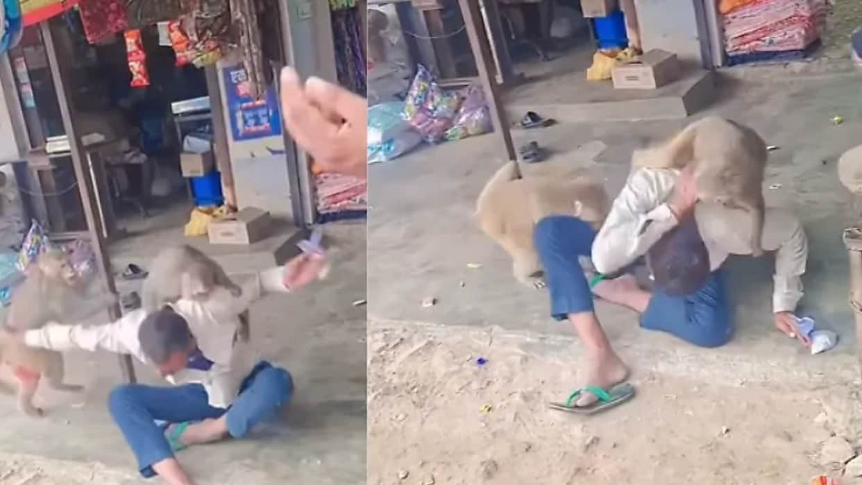 Monkeys Suddenly Attack a Man Sitting Outside a Shop Video Goes Viral