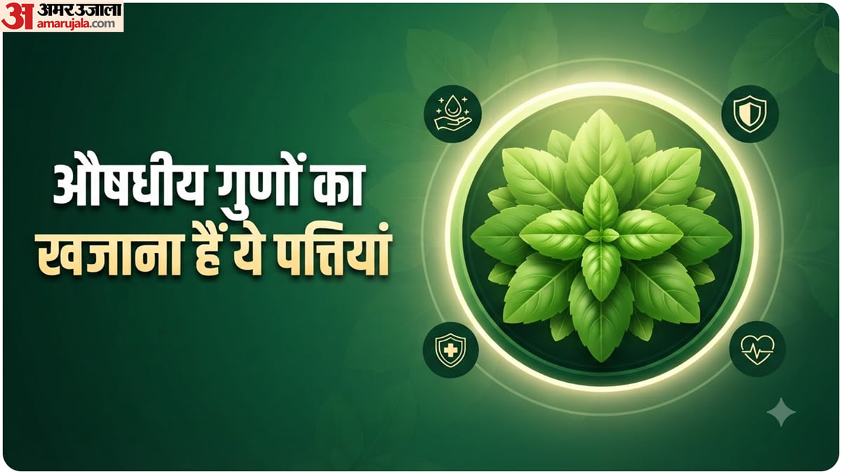 हेल्थ की बात: हर घर में मौजूद ये पत्तियां सेहत के लिए हैं बहुत खास, इम्युनिटी से लेकर पाचन तक में लाभकारी