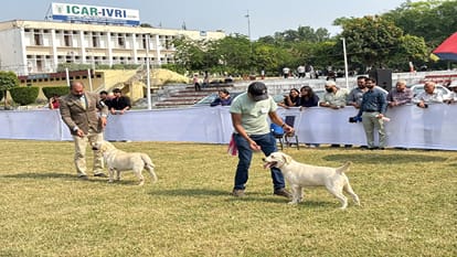 bareilly ivri dog show 2026
