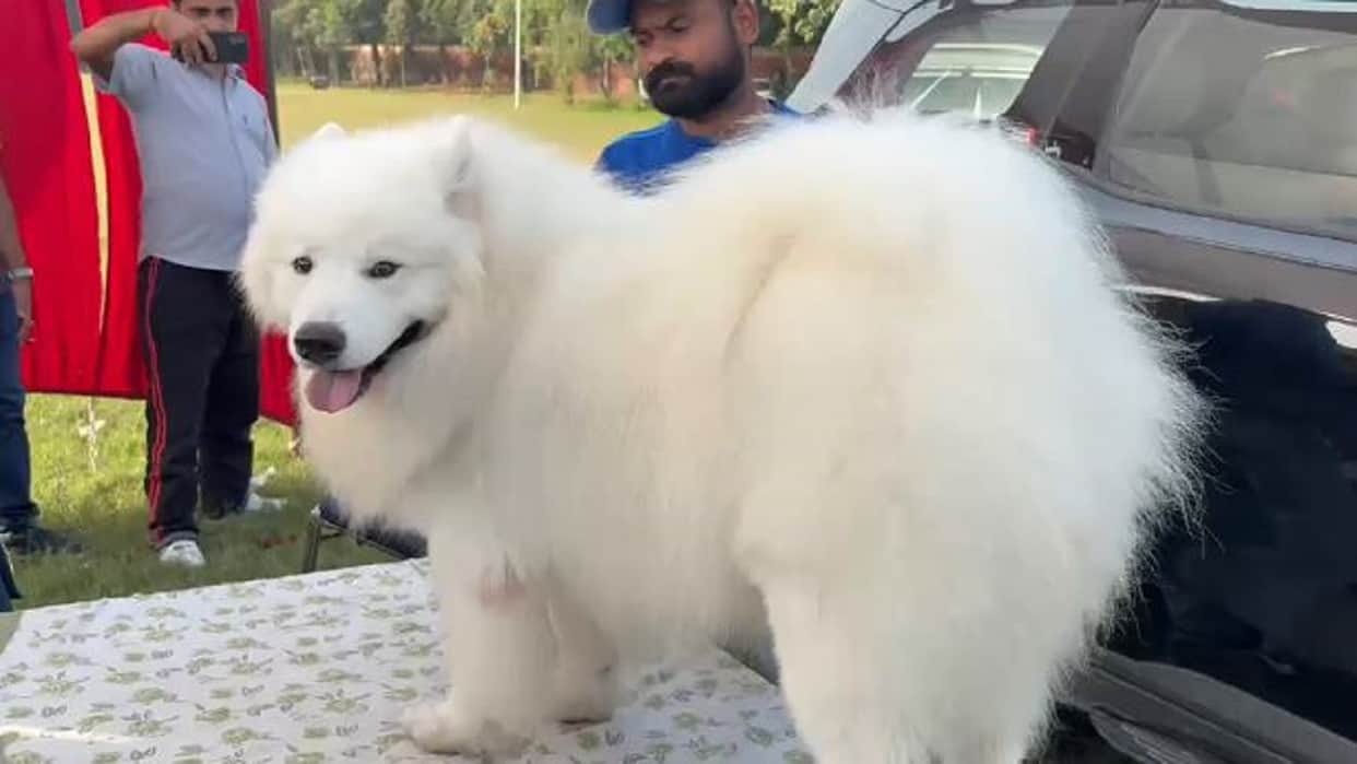bareilly ivri dog show 2026