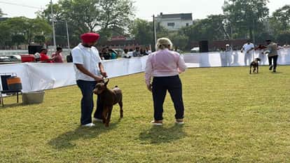 bareilly ivri dog show 2026