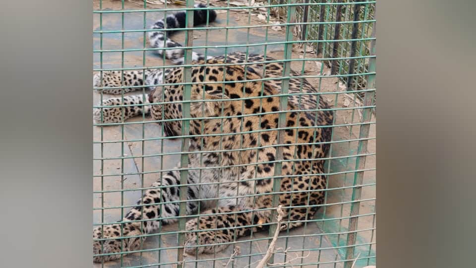 Bijnor: Leopard that killed a seven-year-old child trapped in a cage
