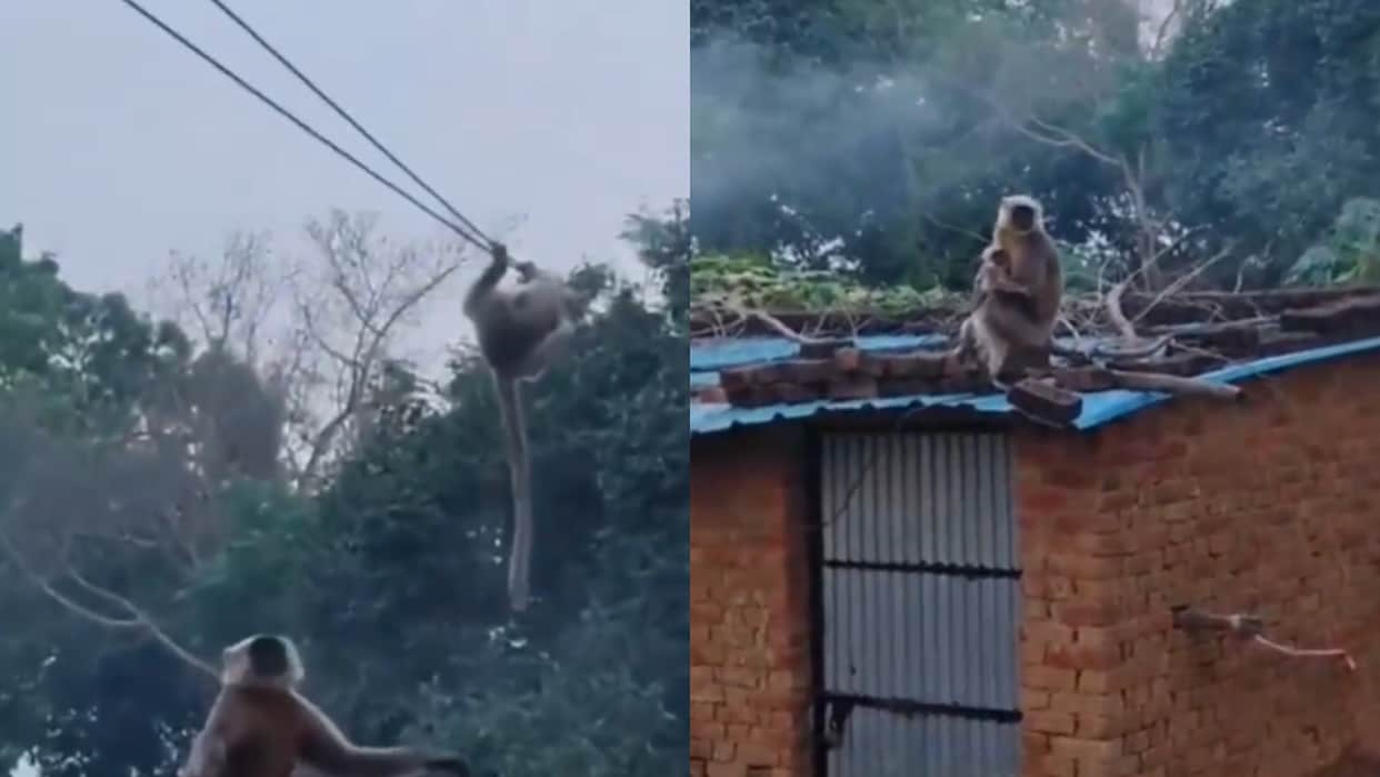 Mother Langur Risks Her Life to Save Baby Stuck in Electric Wires Video goes Viral