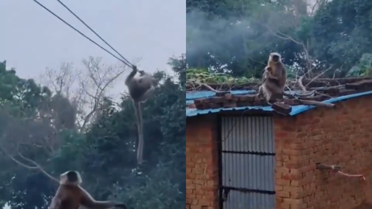 Mother Langur Risks Her Life to Save Baby Stuck in Electric Wires Video goes Viral