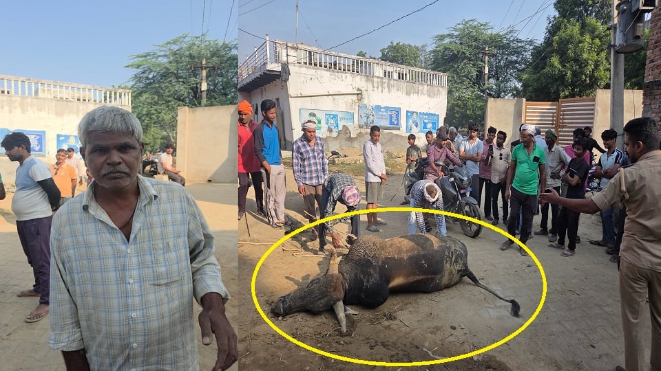 सादाबाद: छुट्टा सांड़ के हमले से नौ घायल, भैंस की मौत, दीवार से टकराकर सांड़ भी मरा