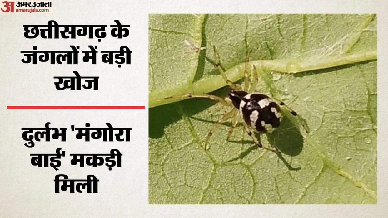 Rare Mangora Baya Spider Found In Gariaband Chhattisgarh First India Record