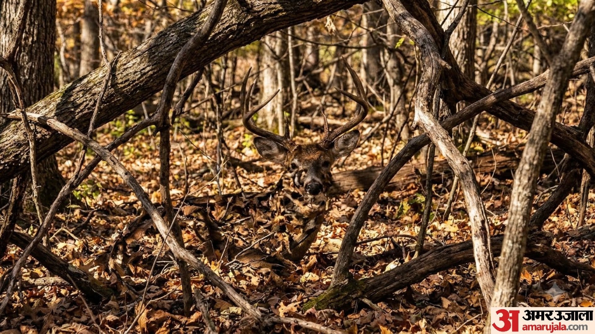 Optical Illusion iq test brain teaser image Can You Spot Dear Within 9 Seconds?