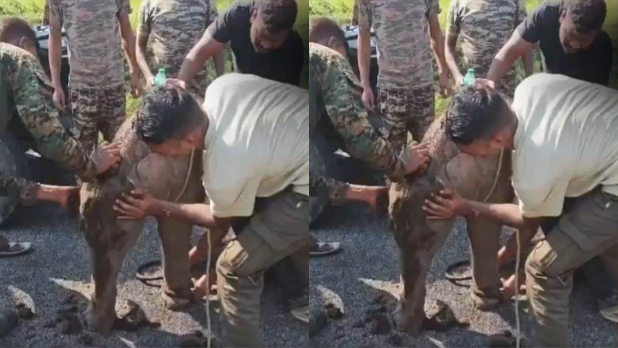 Mother Elephant Reunites With Her Calf After a Seven-Hour Search in a Viral Video