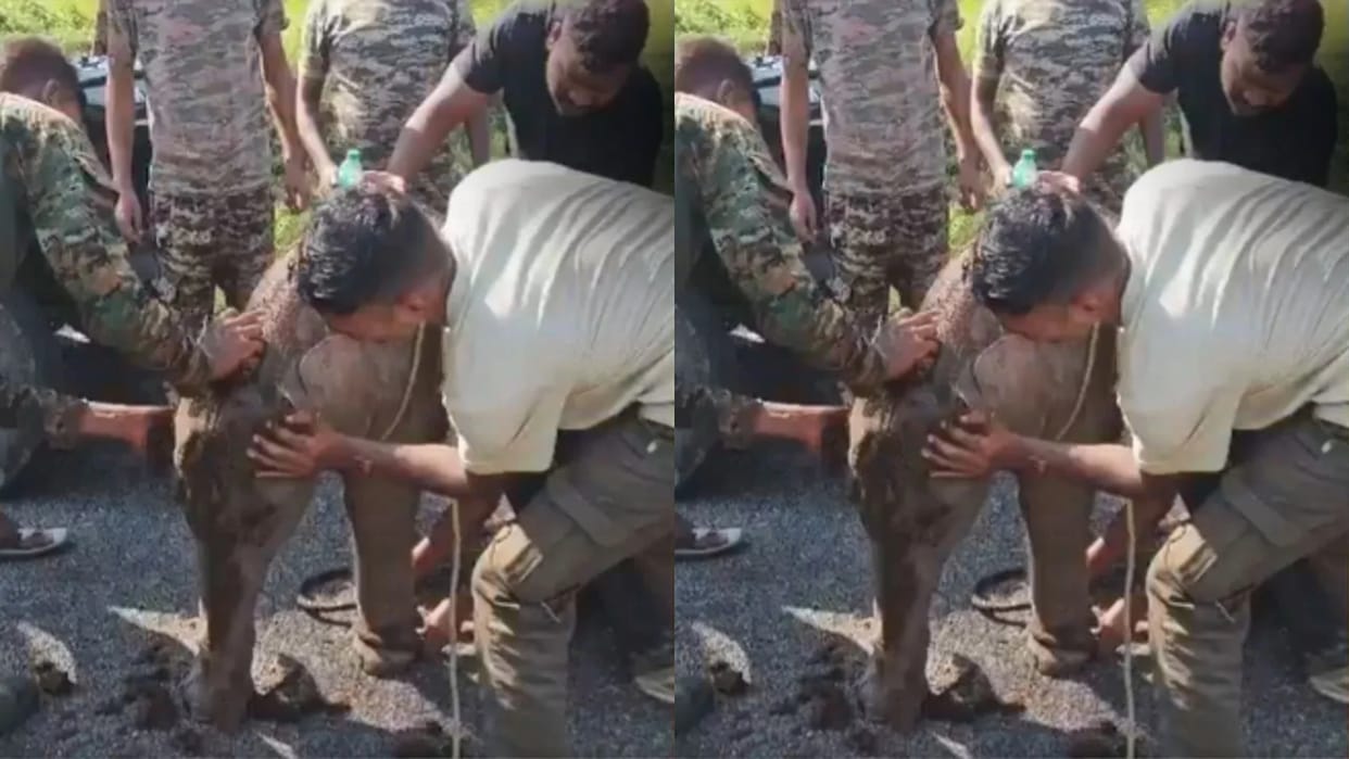 Mother Elephant Reunites With Her Calf After a Seven-Hour Search in a Viral Video