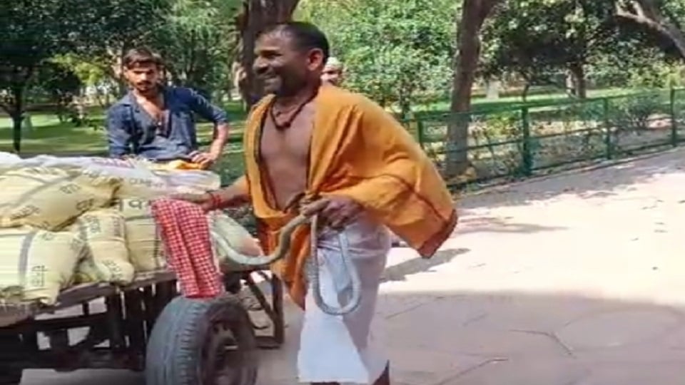 यूपी: ताजमहल के बगीचे में अचानक निकला सांप, पर्यटकों में मची अफरा-तफरी; रेस्क्यू के बाद ली राहत की सांस