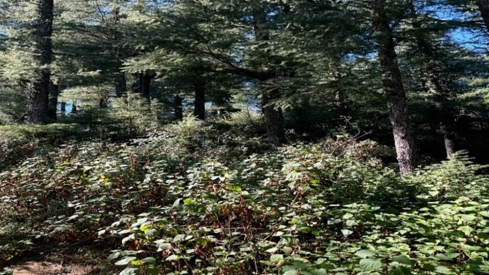 The increasing menace of Kalabansa in the forests of Champawat