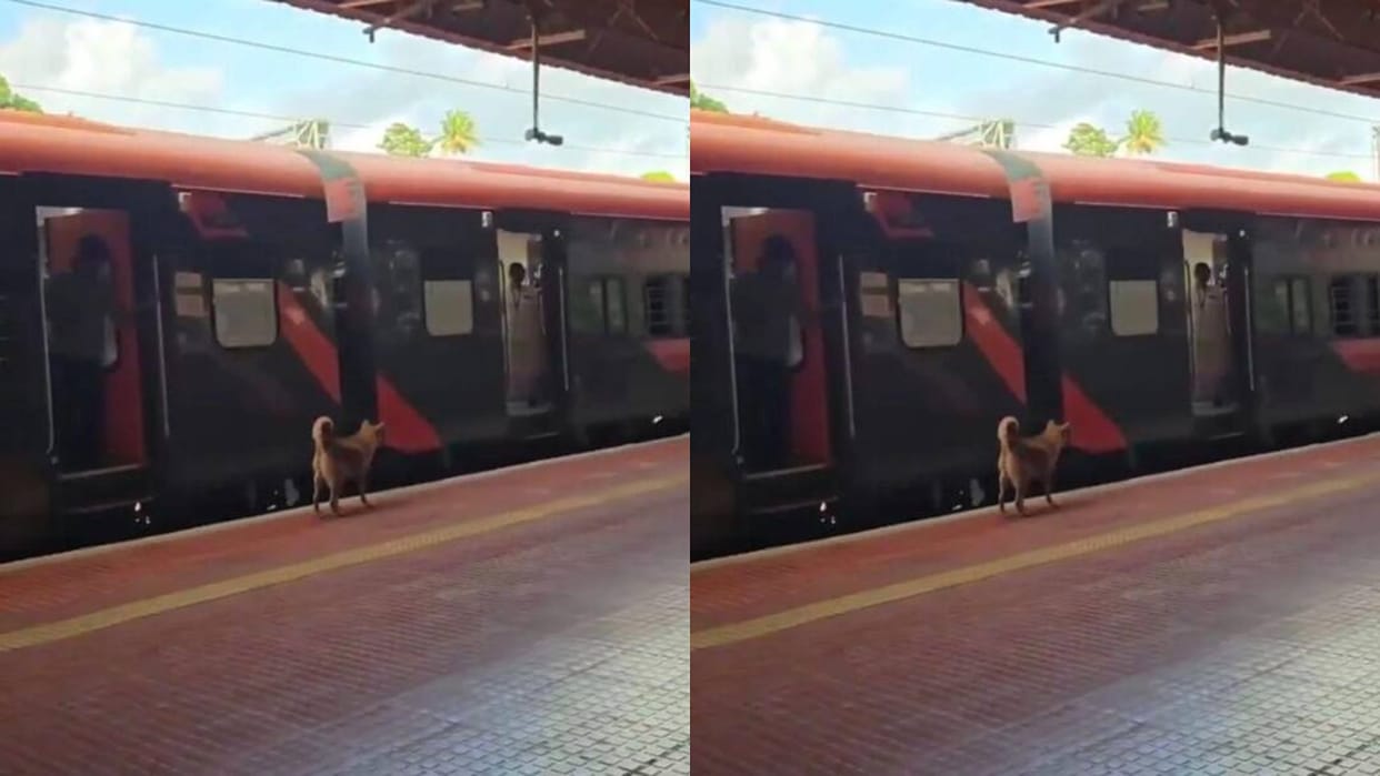 Dogs Bark at Passengers Standing at Train Door Internet Calls Them Railway Staff