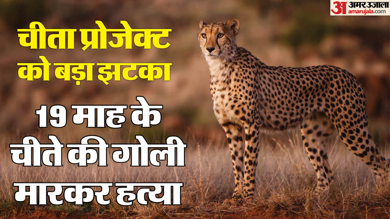 Kuno: 19-month-old cub of female cheetah Nirva died, was found injured on Sunday.