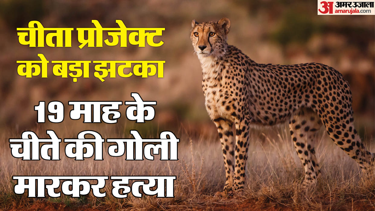Kuno: 19-month-old cub of female cheetah Nirva died, was found injured on Sunday.