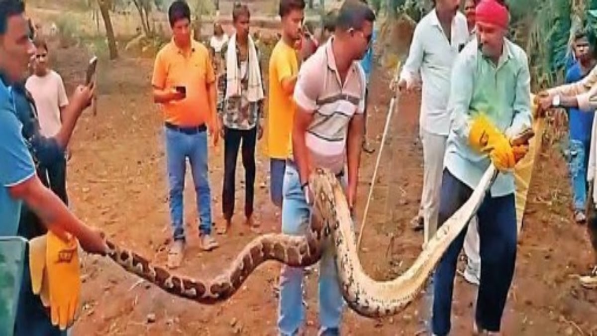 हरदा: खेत में पानी दे रहे युवक के उड़े होश, सामने आया 13 फीट लंबा विशालकाय अजगर, रेस्क्यू कर जंगल में छोड़ा