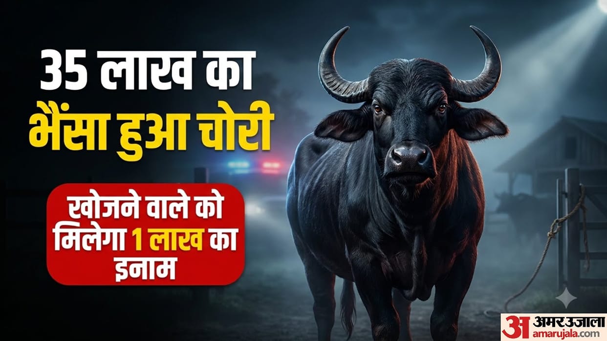 Punjab Famous Buffalo Raja Jhota Missing At Age Of 20 Owner Announced One Lakh Rupee Reward