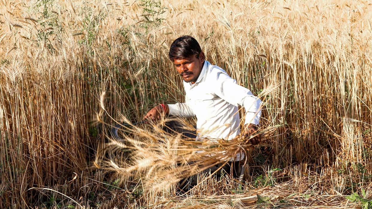 Weak Monsoon Impact: Rabi Crop Sowing Plunges, Wheat Most Affected